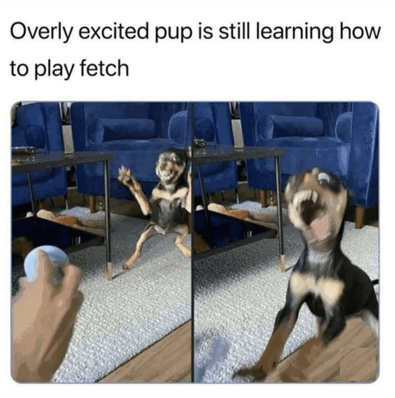 Fur-iously Funny: 25 Best Dog Memes to Cure Your Ruff Day 23 Overly excited pup