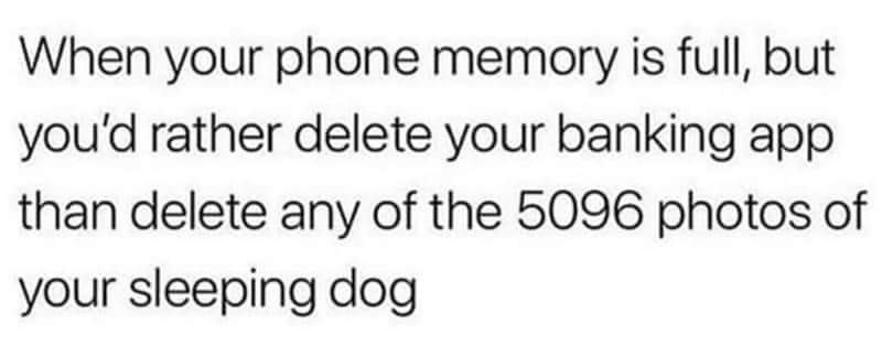 25 Uplifting Dog Memes That Will Fetch Your Smile 11 Phone memoty is full - Uplifting Dog Memes