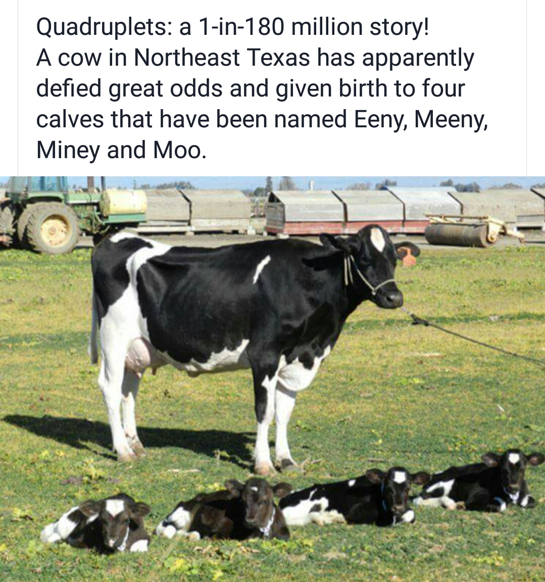 20 Funny Cow Memes That Will Moooove You to Laughter 18 Quadruplets
