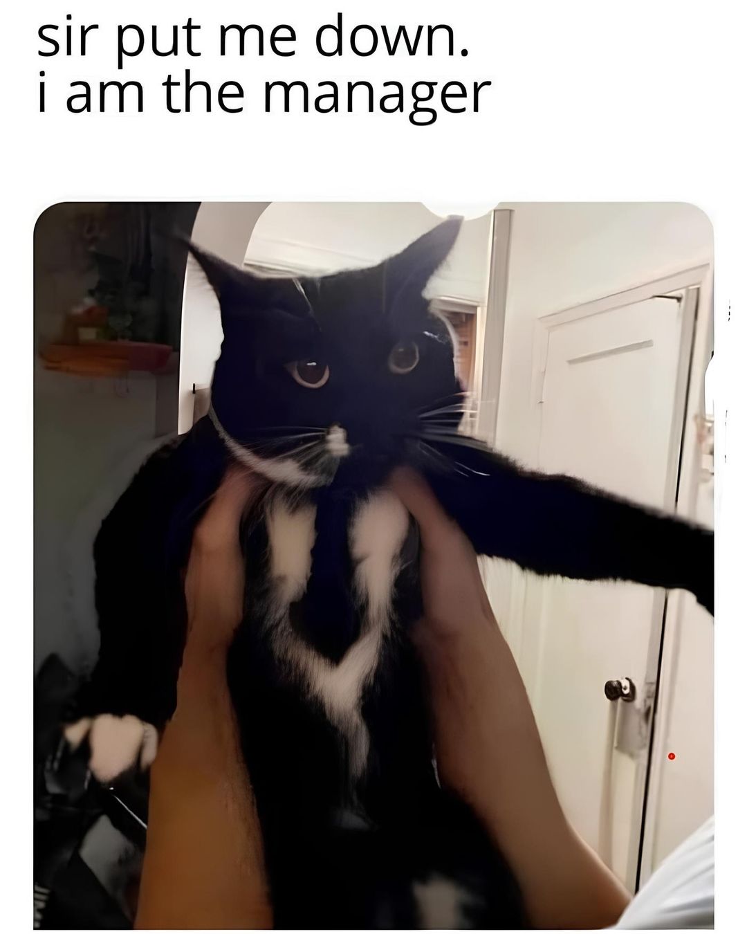 20 Hilarious Cat Memes from 'Catsfllix' That Will Make You Cancel Netflix 16 Sir put me down - Hilarious Cat Memes