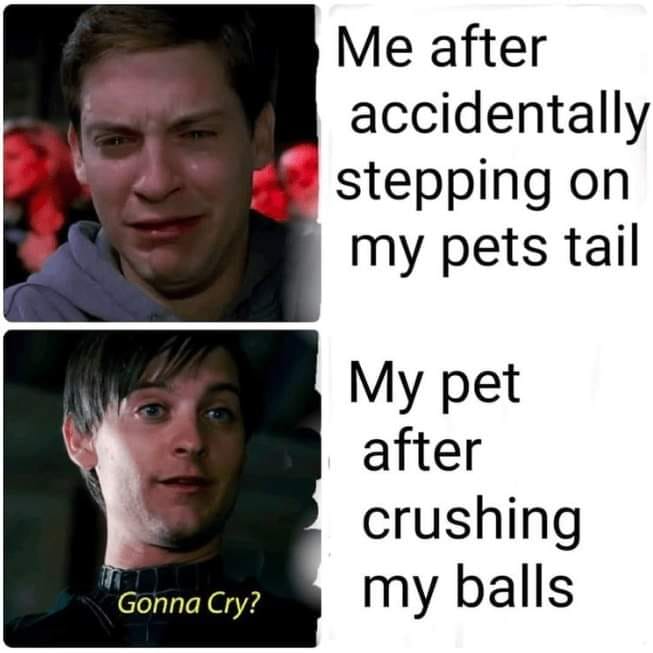 25 Uplifting Dog Memes That Will Fetch Your Smile 13 Stepping on pets tail - Uplifting Dog Memes