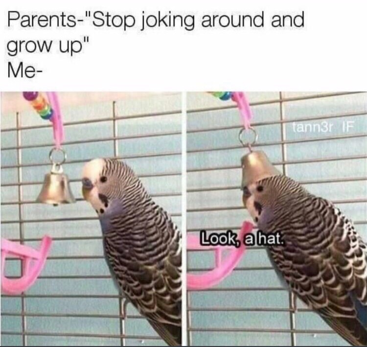 30 Pointless Memes That Will Leave You Baffled 30 Stop joking around