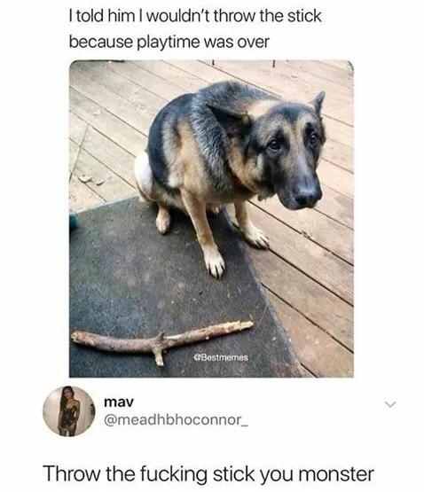 25 Funny Memes That Will Send You Into Fits of Laughter 24 Throw the stick