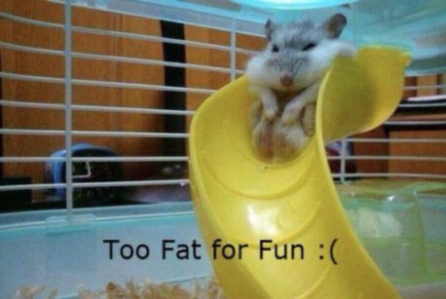20 Memes for Those Dodging the Gym 13 To fat of rfun - Memes for Those Dodging the Gym