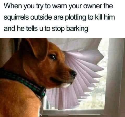25 Uplifting Dog Memes That Will Fetch Your Smile 18 Try to warn your owner - Uplifting Dog Memes