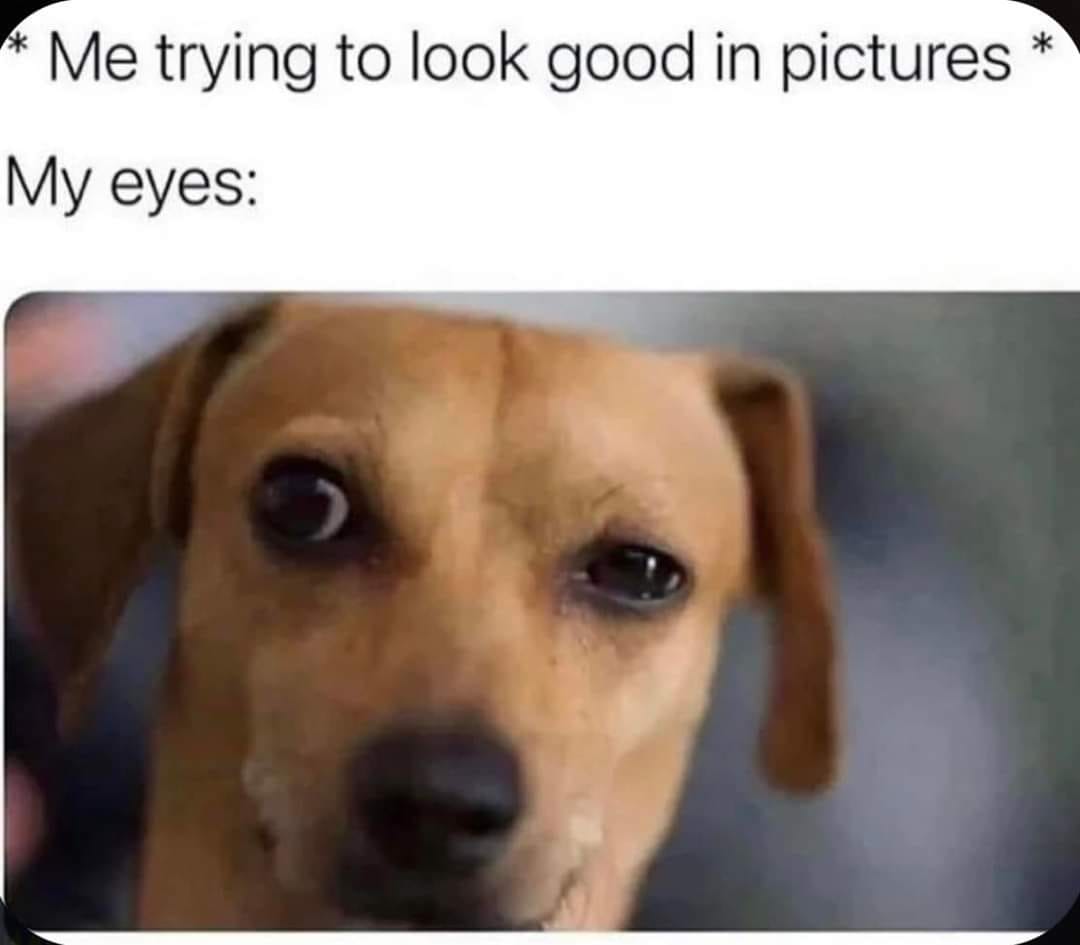 25 Uplifting Dog Memes That Will Fetch Your Smile 19 Trying to look good in pictures - Uplifting Dog Memes