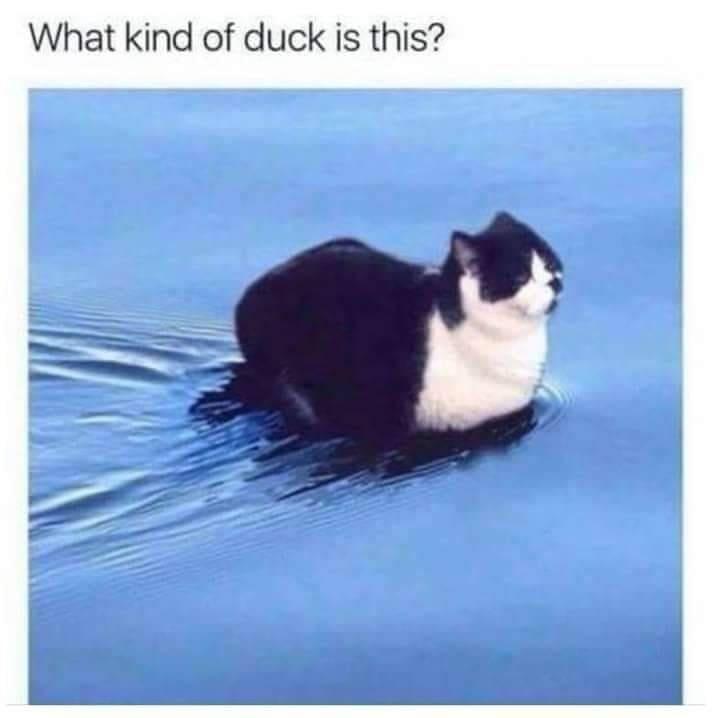 Zoological Zingers: 30 Animal Memes that are a Laughing Matter 29 WHat kind of duck