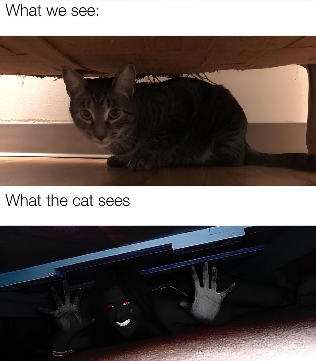 20 Hilarious Cat Memes from 'Catsfllix' That Will Make You Cancel Netflix 18 What we see - Hilarious Cat Memes