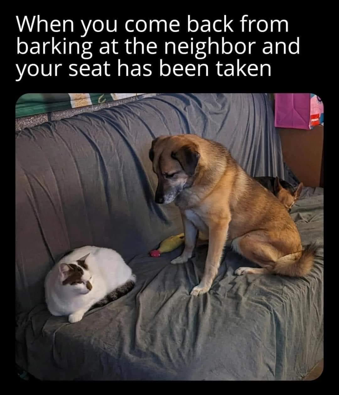 25 Uplifting Dog Memes That Will Fetch Your Smile 20 When you comeback - Uplifting Dog Memes