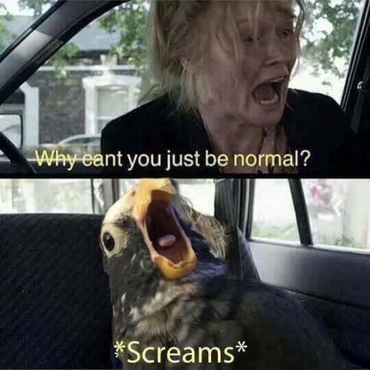 25 Funny Memes That Will Send You Into Fits of Laughter 25 Why cant you just be normal