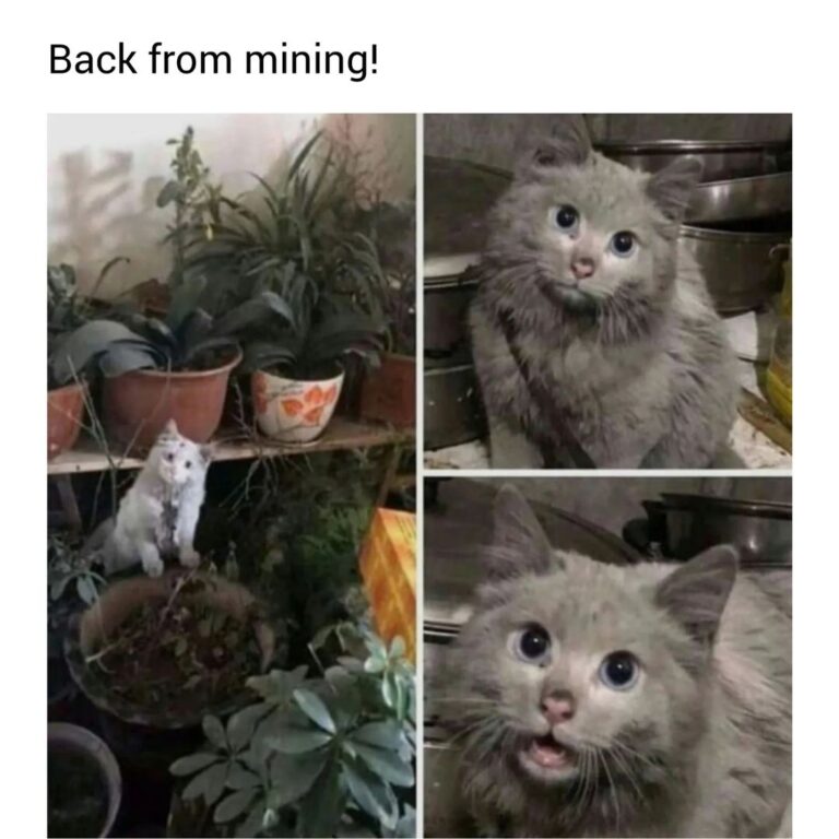  20 Hilarious Cat Memes from 'Catsfllix' That Will Make You Cancel Motiv 