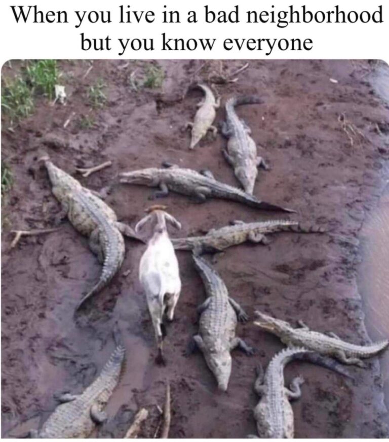 20 Random Animal Humor to Distract You from Adulting - Animals