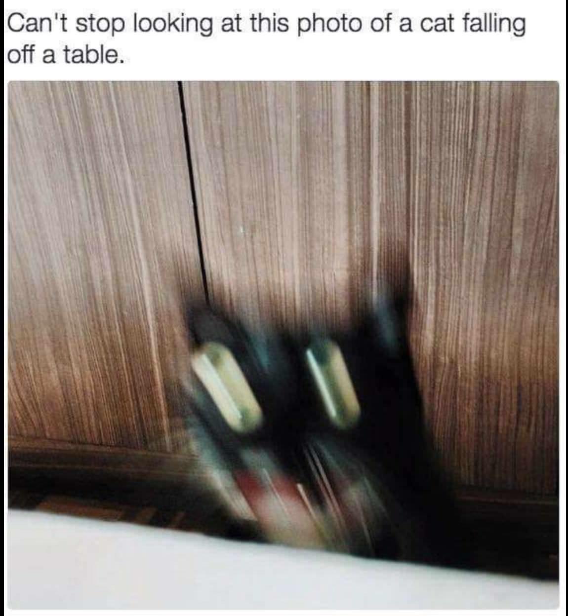 Zoological Zingers: 30 Animal Memes that are a Laughing Matter 27 cat falling