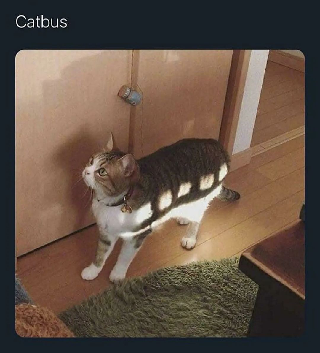 20 Hilarious Cat Memes from 'Catsfllix' That Will Make You Cancel Netflix 4 catbus - Hilarious Cat Memes