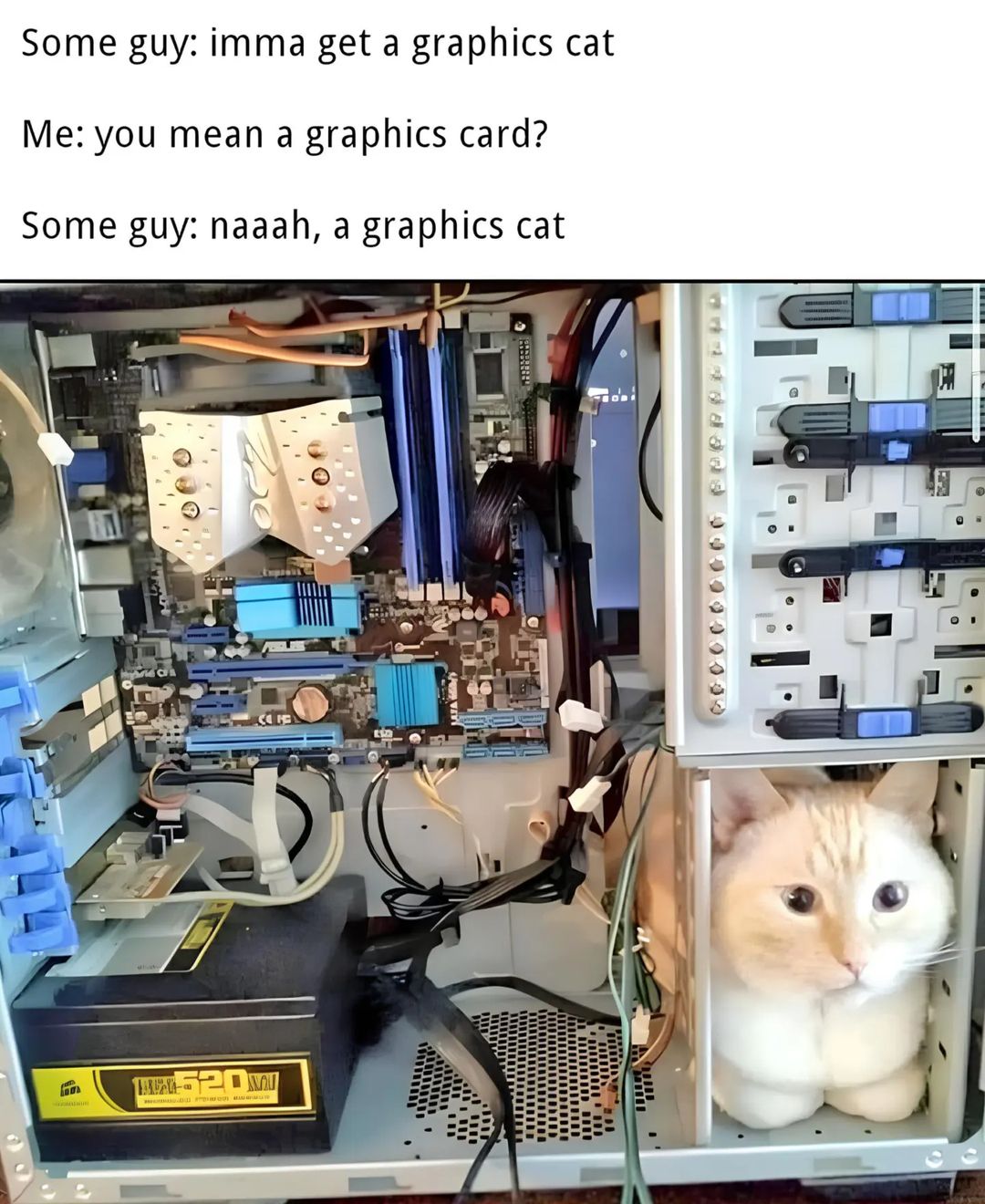 20 Hilarious Cat Memes from 'Catsfllix' That Will Make You Cancel Netflix 8 graphics cat - Hilarious Cat Memes