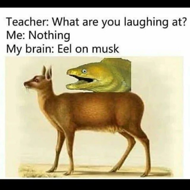 35 Stupid Memes That Deserve An Eye Roll 33 hat are you laughing at