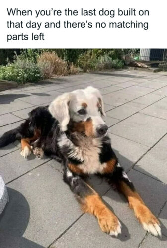25 Uplifting Dog Memes That Will Fetch Your Smile 7 last dog built - Uplifting Dog Memes