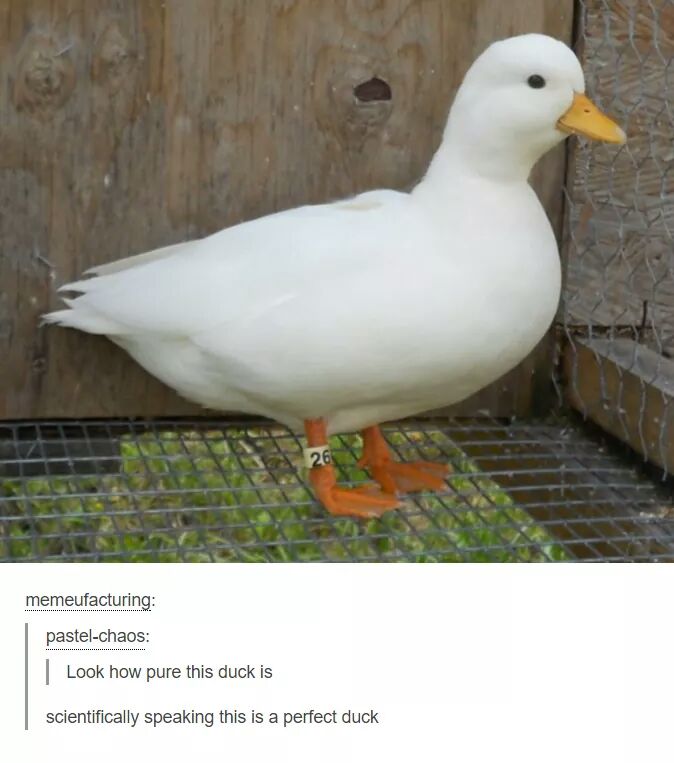 25 Fun Memes Will Make You Laugh So Hard, Your Neighbors Will File a Noise Complaint 25 perfect duck
