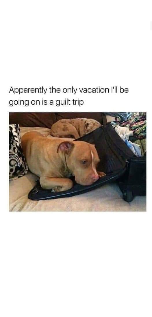 25 Uplifting Dog Memes That Will Fetch Your Smile 15 the only vacation - Uplifting Dog Memes