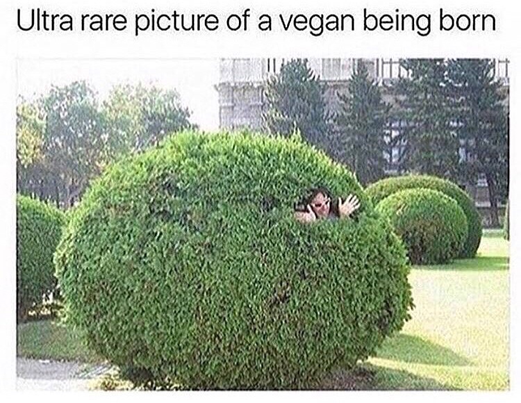 30 Pointless Memes That Will Leave You Baffled 31 vegan being born