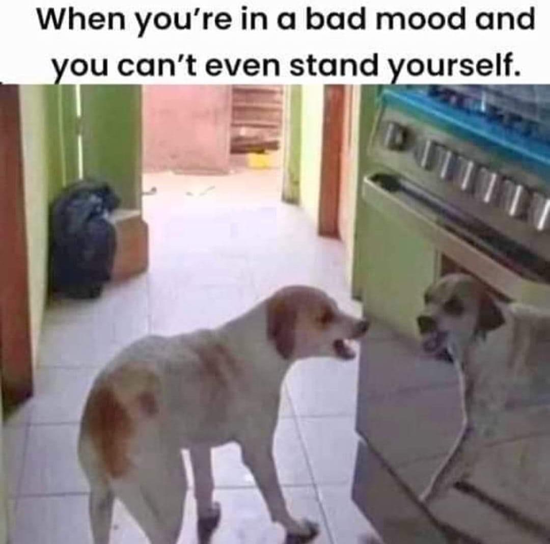 Fur-iously Funny: 25 Best Dog Memes to Cure Your Ruff Day 25 when youre in a bad mood