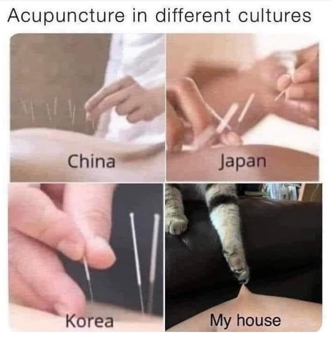 20 Funniest Cat Memes That Will Make Your Brain Meow 4 Acupunture in different cultures - Funniest Cat Memes