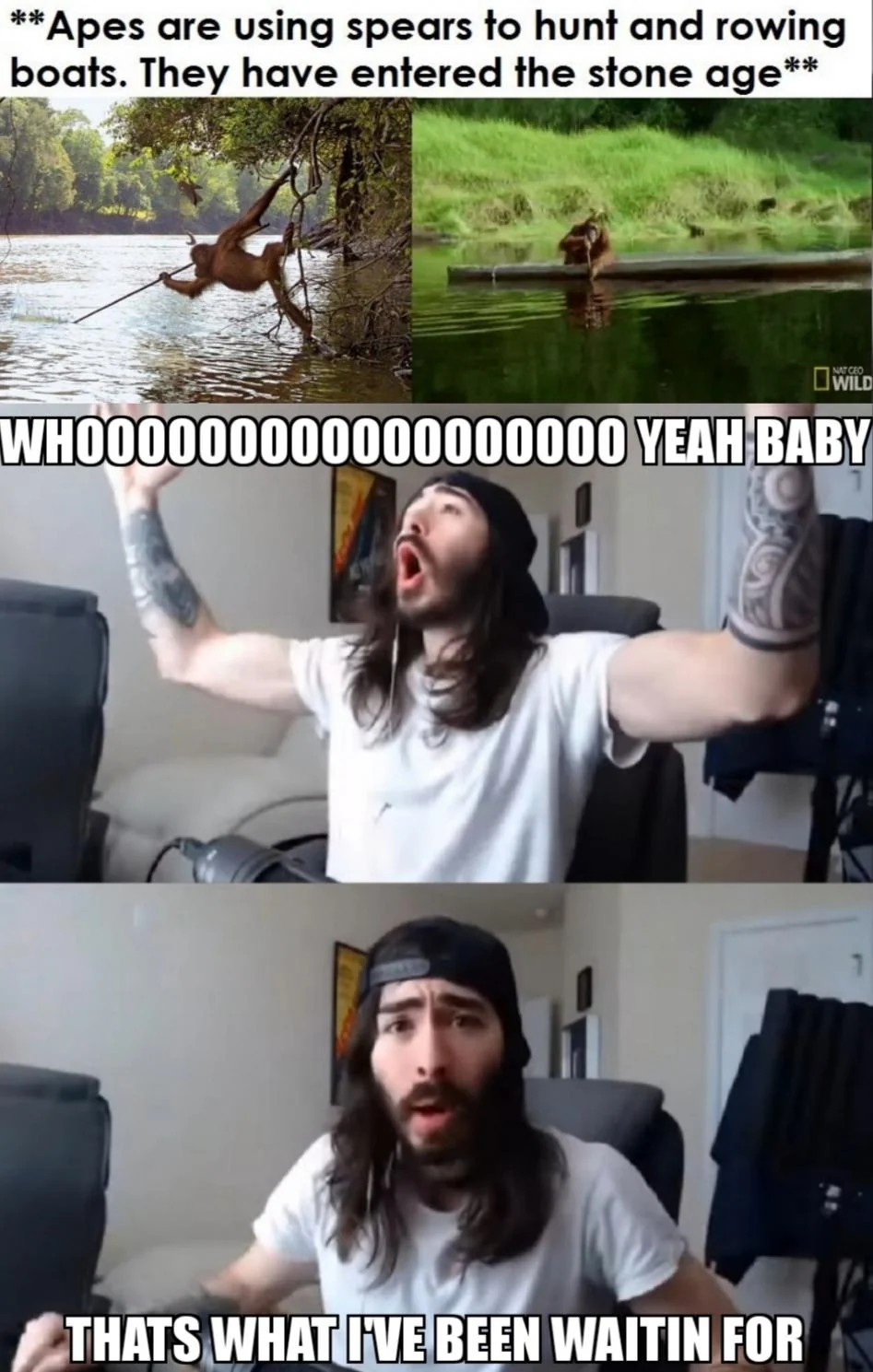 20 Chimpanzee Memes to Celebrate World Chimpanzee Day 2 Apes using spears - Chimpanzee Memes