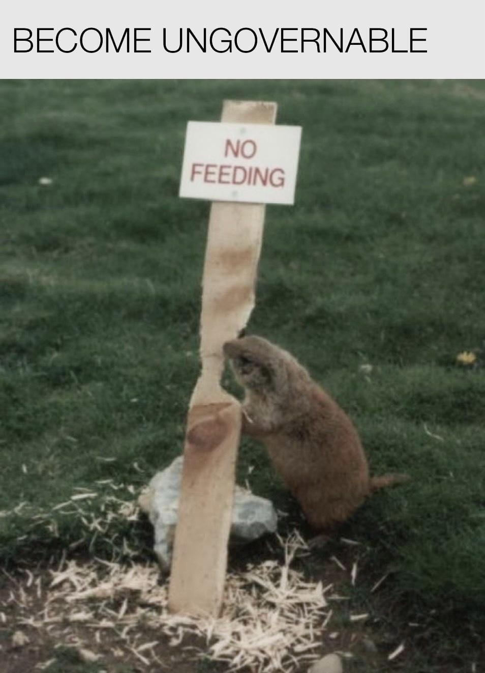 20 Memes Depicting Life's Honest Truths 3 Become ungovernable