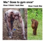 Chimpanzee Memes to Celebrate World Chimpanzee Da - FG