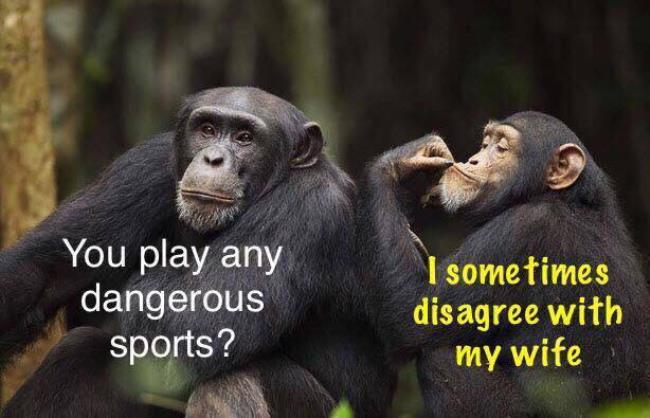 20 Chimpanzee Memes to Celebrate World Chimpanzee Day 4 Dangerous sport - Chimpanzee Memes