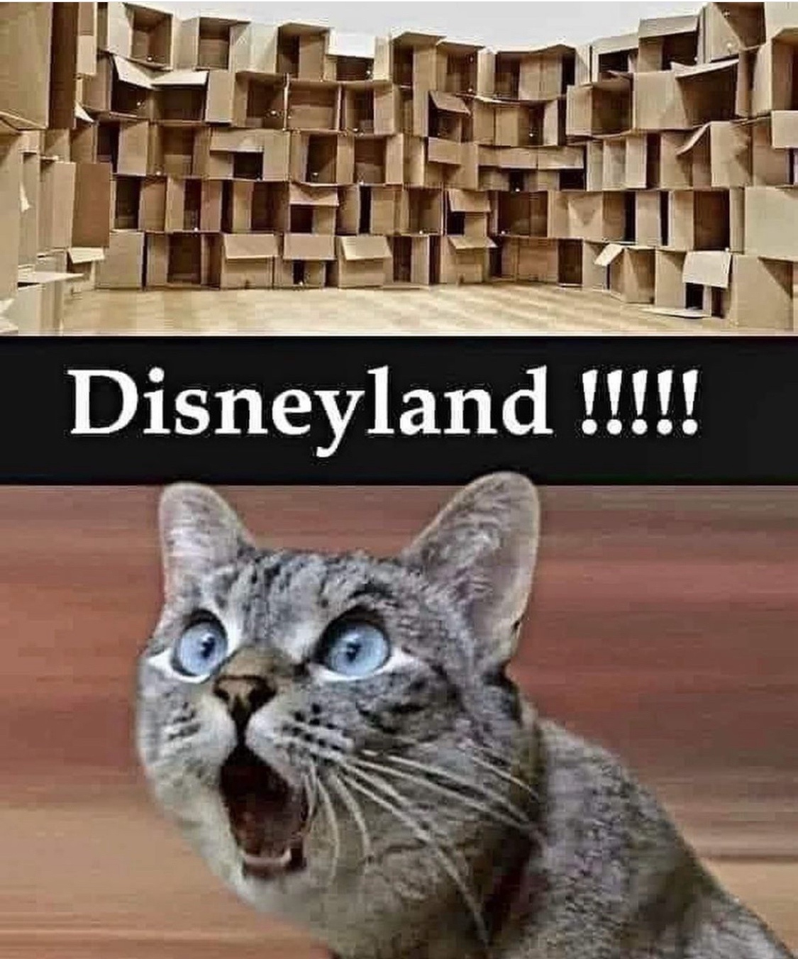 20 Funniest Cat Memes That Will Make Your Brain Meow 6 Disneyland - Funniest Cat Memes