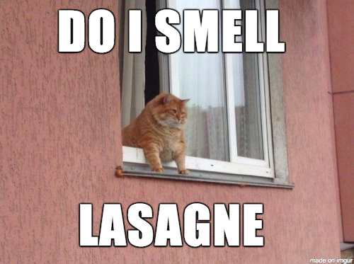 20 Fat Cat Memes That Outweigh Your Problems 4 Do I smell lasgna - Fat Cat Memes