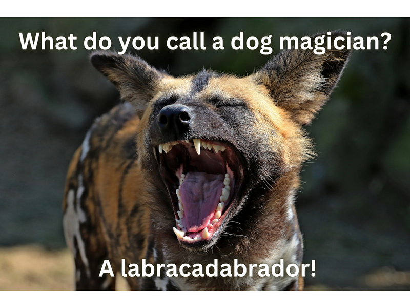Dog Jokes - FG-2