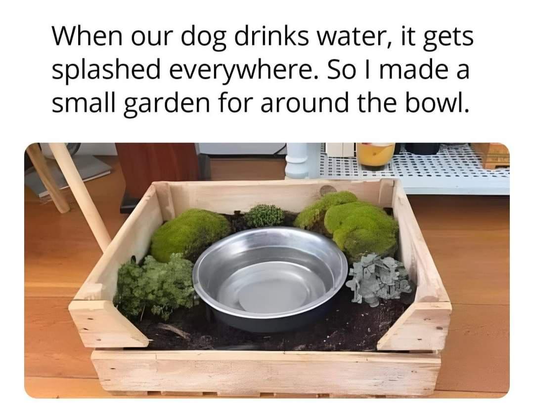 Bark-tastic Humor: 25 Funny Dog Memes to Brighten Your Timeline 21 Dog drinks waetr