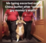Fat Cat Memes FG