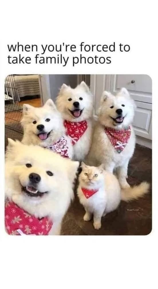 25 Uplifting Dog Memes That Will Fetch Your Smile 21 Forced to take family foto