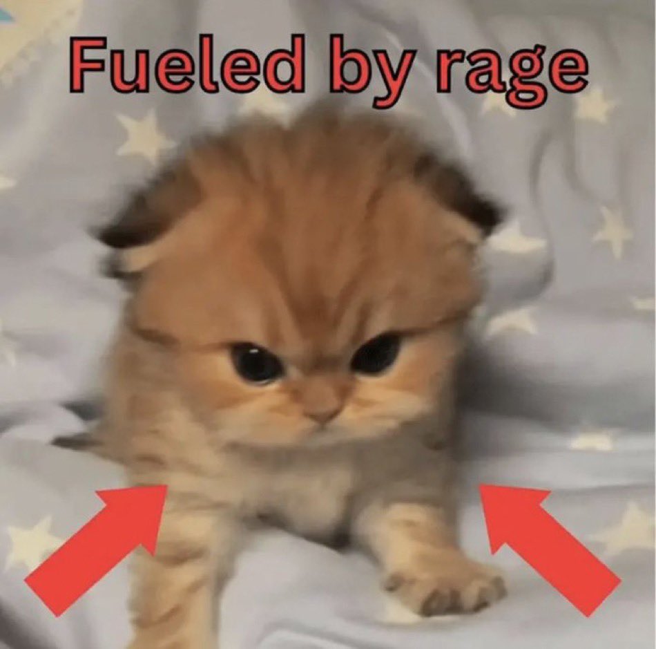 30 Cat Memes That Are Basically You in Furry Form 2 Fueled by rage - Cat Memes