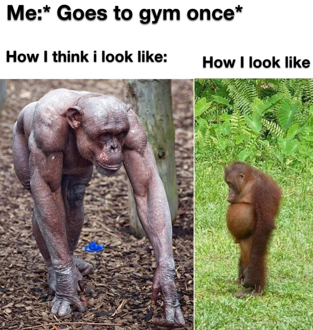 20 Chimpanzee Memes to Celebrate World Chimpanzee Day 7 Goes to gym once - Chimpanzee Memes
