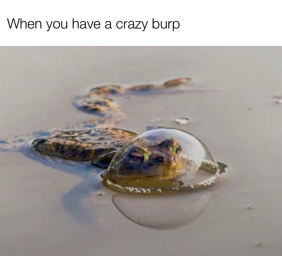 25 Random Memes for a Quick Escape from Reality 22 Have a crazy burp