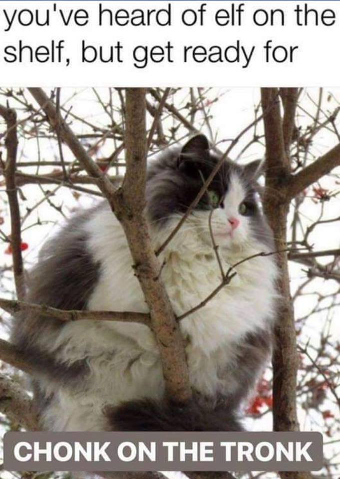 20 Fat Cat Memes That Outweigh Your Problems 7 Heard of elf on shelf - Fat Cat Memes