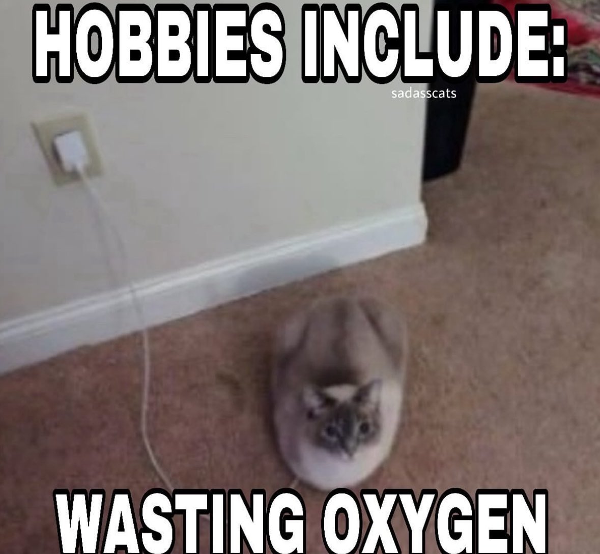 30 Cat Memes That Are Basically You in Furry Form 4 Hobbies include - Cat Memes