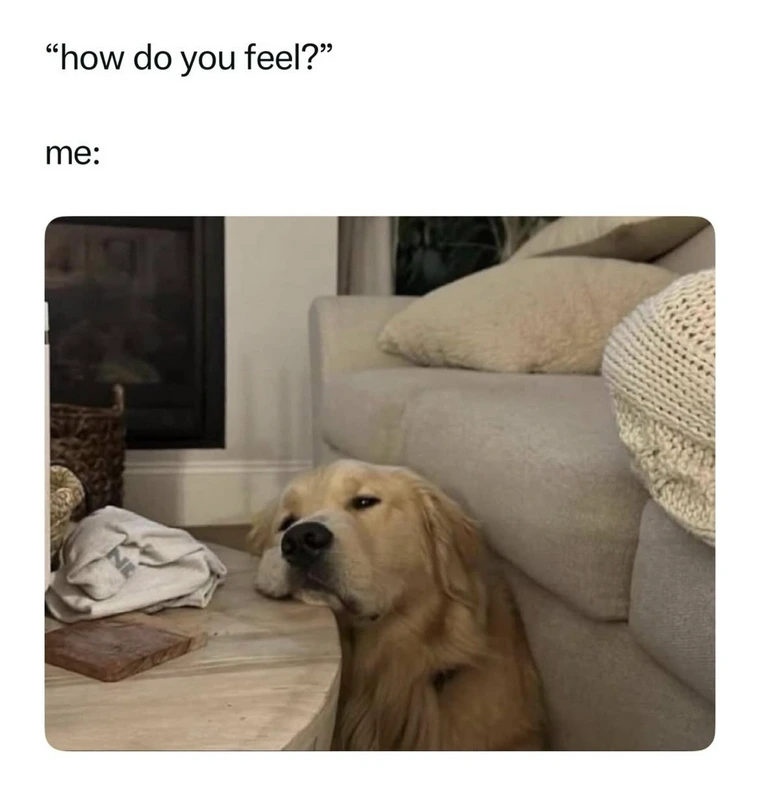 30 Diverse Memes to Brighten Your Midnight Scroll 29 How do you feel