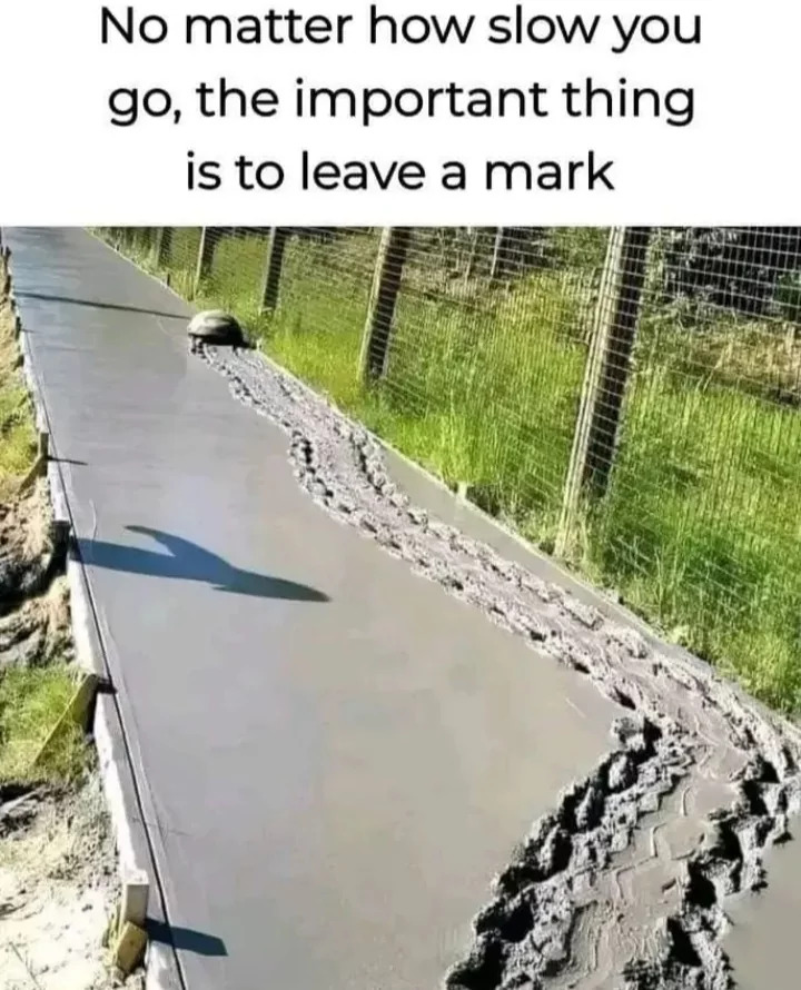 34 Turtle Memes to Shell-ter You from Boredom on World Turtle Day 34 How slow you go