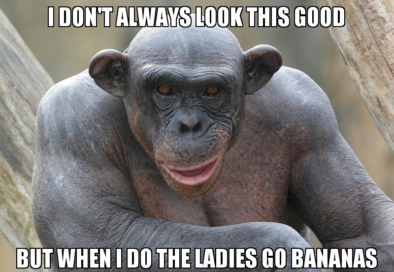 20 Chimpanzee Memes to Celebrate World Chimpanzee Day 9 I dont always look good - Chimpanzee Memes
