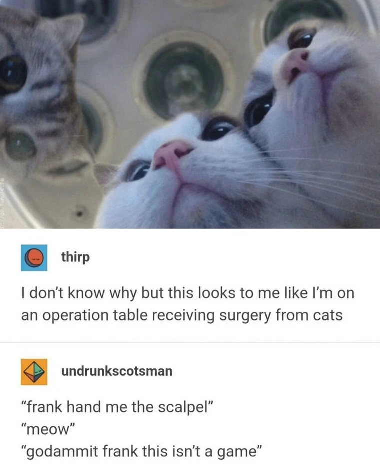 20 Funniest Cat Memes That Will Make Your Brain Meow 10 I dont know why - Funniest Cat Memes