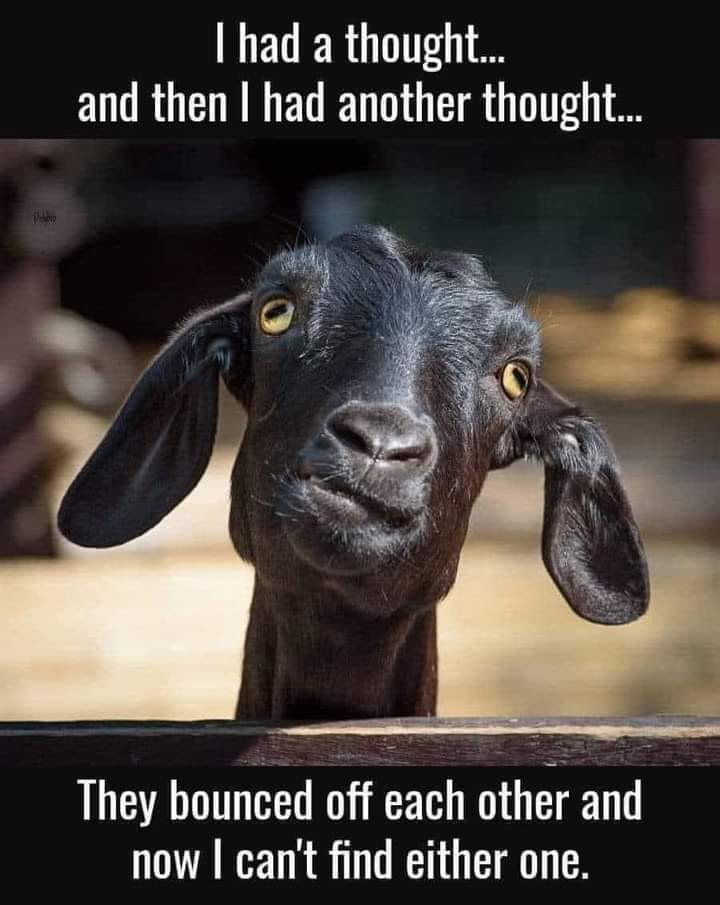 20 Happy Animal Memes for Instant Happiness 4 I had a thought - Happy Animal Memes