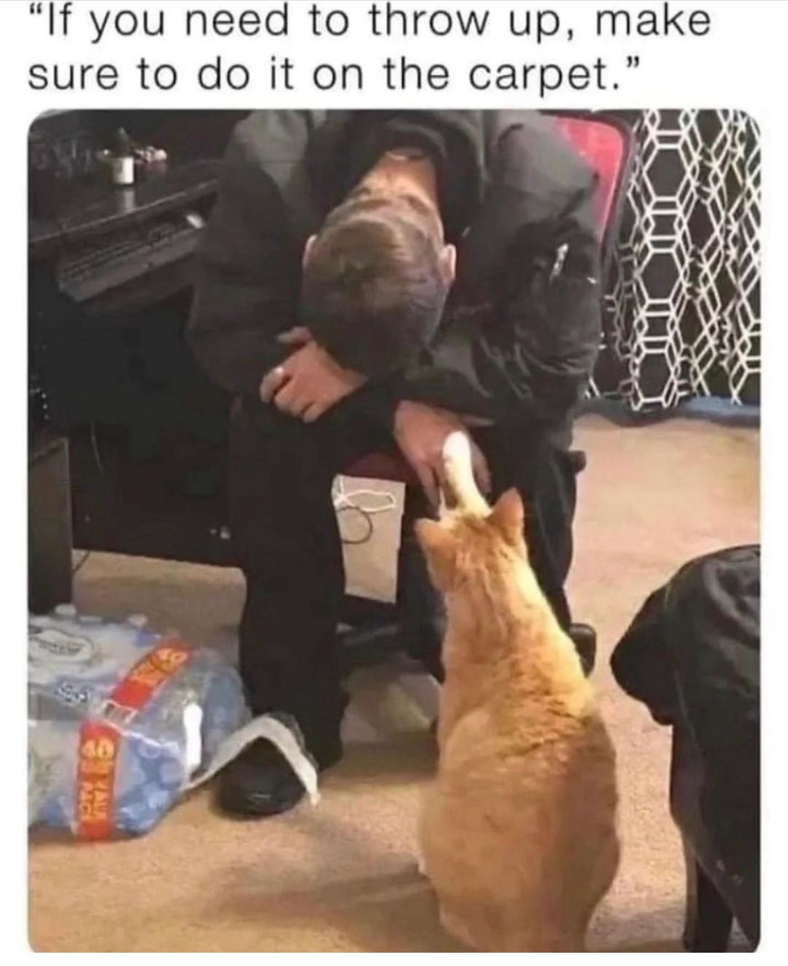 20 Funniest Cat Memes That Will Make Your Brain Meow 11 If you need to throwup - Funniest Cat Memes