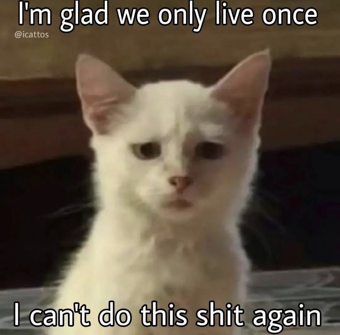 30 Cat Memes That Are Basically You in Furry Form 10 Im glad - Cat Memes