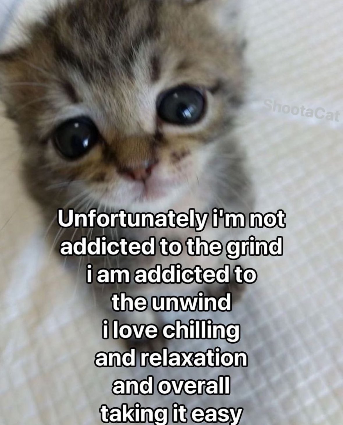 30 Cat Memes That Are Basically You in Furry Form 11 Im not addicted to the grind - Cat Memes