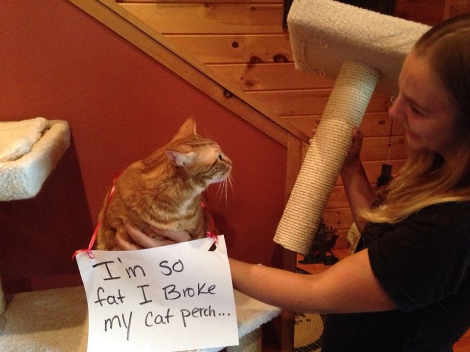 20 Fat Cat Memes That Outweigh Your Problems 9 Im so fat - Fat Cat Memes